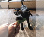 Small #23 Labrador Retriever