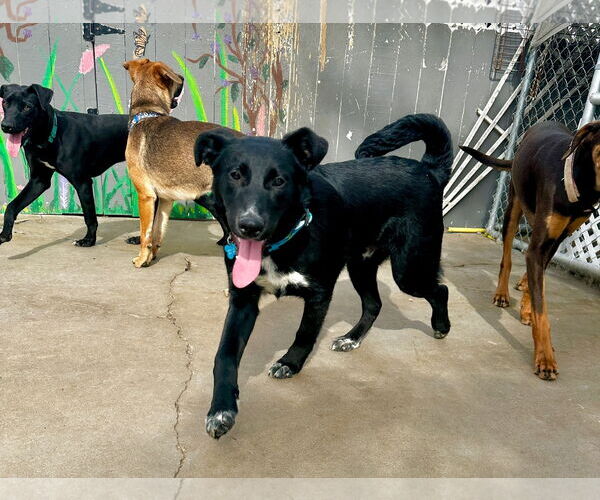 Medium Photo #2 Australian Kelpie-Labrador Retriever Mix Puppy For Sale in Newport Beach, CA, USA