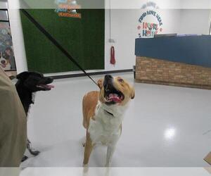 Border Collie-Unknown Mix Dogs for adoption in Temple, TX, USA