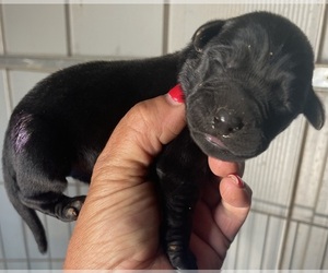 Labrador Retriever Puppy for sale in OSYKA, MS, USA