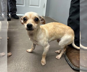 Chihuahua-Unknown Mix Dogs for adoption in Andover, MN, USA