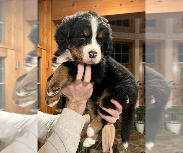 Medium Photo #2 Bernese Mountain Dog Puppy For Sale in CUYAHOGA FALLS, OH, USA