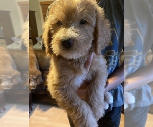 Goldendoodle Puppy for sale in PASADENA, CA, USA