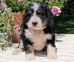 Puppy Luna Miniature Bernedoodle