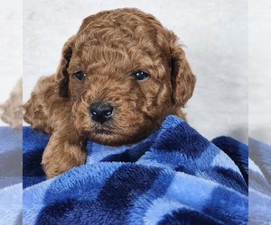 Poodle (Toy) Litter for sale in HOAGLAND, IN, USA