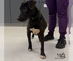 Small #1 Labrador Retriever-Retriever  Mix