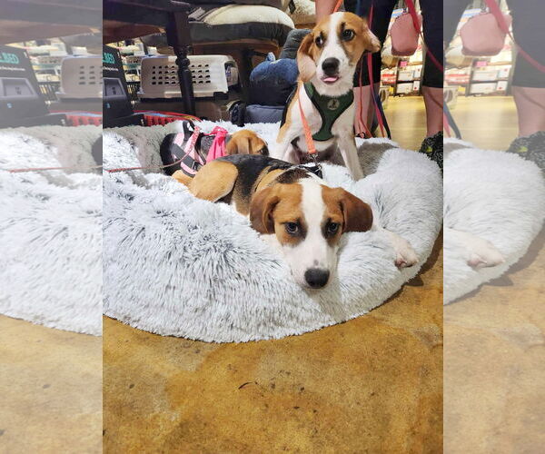 Medium Photo #6 Beagle-Unknown Mix Puppy For Sale in Fultonham, NY, USA