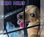 Small #5 Dachshund Mix