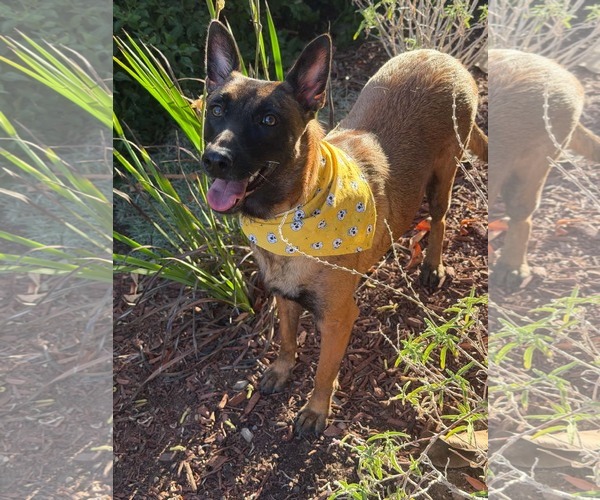 Medium Photo #4 Mutt Puppy For Sale in Escondido, CA, USA