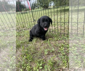 Labrador Retriever Puppy for sale in DIMOCK, SD, USA