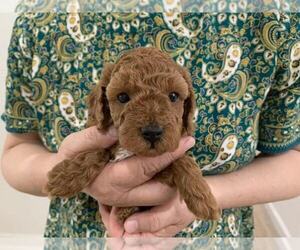 Poodle (Toy) Puppy for sale in ELK GROVE, CA, USA