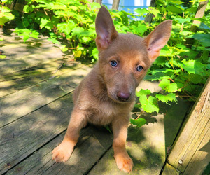 German Shepherd Dog Puppy for sale in NOVI, MI, USA