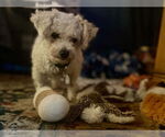 Small #2 Bichon Frise Mix