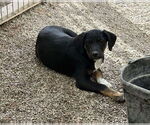 Small #1 Boxer Mix