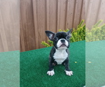 Small Photo #2 French Bulldog Puppy For Sale in ADAMS CITY, CO, USA