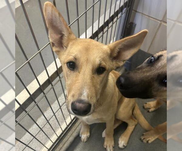 Medium Photo #1 Rhodesian Ridgeback-Unknown Mix Puppy For Sale in San Antonio, TX, USA