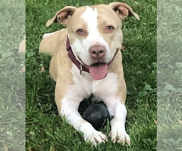 Medium Photo #1 American Staffordshire Terrier Puppy For Sale in Cranford, NJ, USA