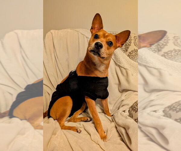 Medium Photo #15 Boston Terrier-Unknown Mix Puppy For Sale in Shermans Dale, PA, USA