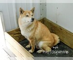 Small Photo #5 Shiba Inu Puppy For Sale in LIBERTY, KY, USA