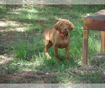 Small #6 Vizsla