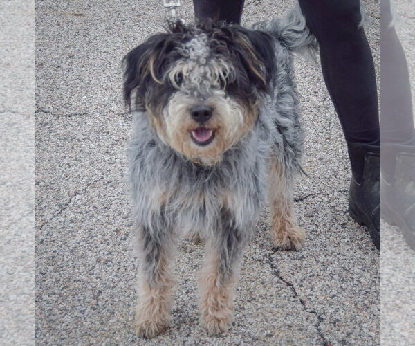 Medium Photo #4 Australian Shepherd-Unknown Mix Puppy For Sale in Huntley, IL, USA