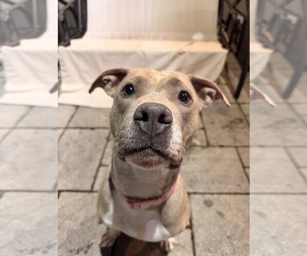 Medium Photo #2 American Pit Bull Terrier-Unknown Mix Puppy For Sale in Spring Lake, NJ, USA