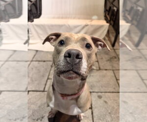 Josie - Female American Pit Bull Terrier-Unknown Mix Dog for Adoption - Photo #2