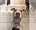 Small Photo #2 American Pit Bull Terrier-Unknown Mix Puppy For Sale in Spring Lake, NJ, USA