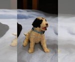 Small Photo #16 Goldendoodle Puppy For Sale in ALBION, IN, USA