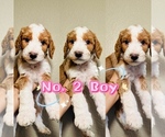 Puppy Puppy 2 Labradoodle-Poodle (Standard) Mix