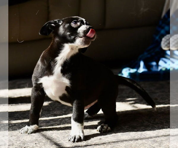 Medium Photo #2 Mutt Puppy For Sale in Mechanicsburg, PA, USA