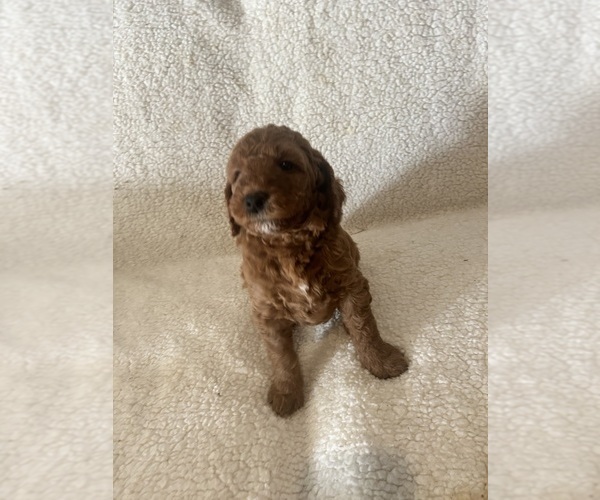Medium Photo #3 Goldendoodle (Miniature) Puppy For Sale in PLATTE CITY, MO, USA