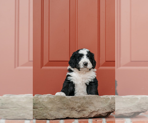 Bernedoodle Puppy for sale in NEW VIENNA, OH, USA