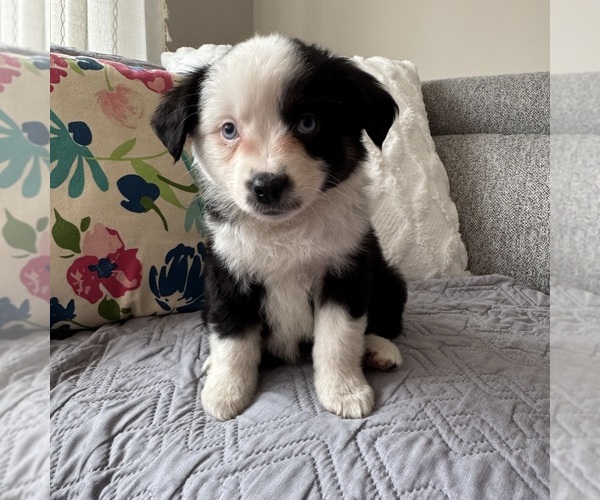 Medium Photo #1 Miniature Australian Shepherd Puppy For Sale in NEW BALTIMORE, MI, USA