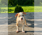 Puppy Bella American Bully