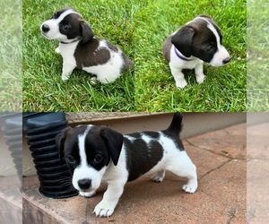 Jack Russell Terrier Puppy for sale in CARMICHAEL, CA, USA