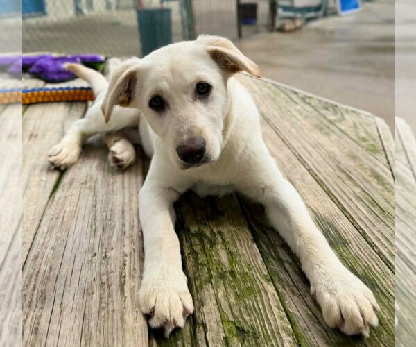 Medium Photo #1 Labrenees Puppy For Sale in MECHANICSBURG, PA, USA