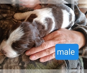 English Springer Spaniel Puppy for sale in RIPON, WI, USA