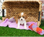 Image preview for Ad Listing. Nickname: Kitty