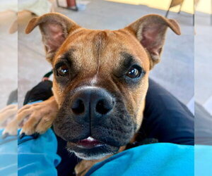 Bull-Boxer Dogs for adoption in Camarillo, CA, USA