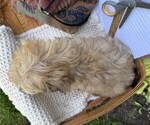 Small #4 Yorkshire Terrier
