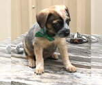 Small #2 Australian Shepherd Mix