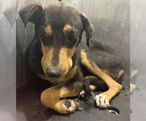 Mutt Dogs for adoption in San Antonio, TX, USA