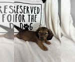 Small #3 Dachshund