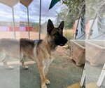 Small Photo #6 German Shepherd Dog Puppy For Sale in Apple Valley, CA, USA