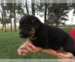 Small Photo #37 German Shepherd Dog Puppy For Sale in APLINGTON, IA, USA