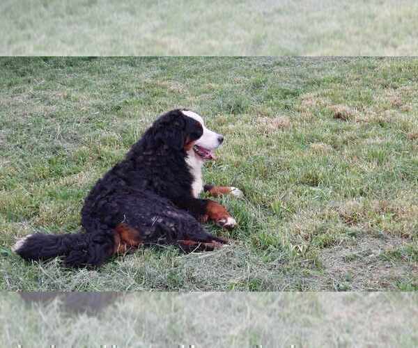 Medium Photo #9 Bernese Mountain Dog Puppy For Sale in Hatvan, Heves, Hungary