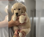 Small Golden Retriever