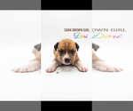 Small American Staffordshire Terrier Mix