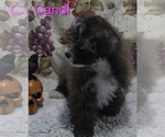 Small #2 Poodle (Toy)